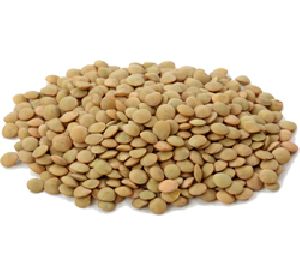 Whole Brown Lentil