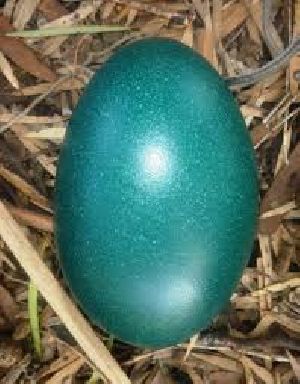 Emu Egg