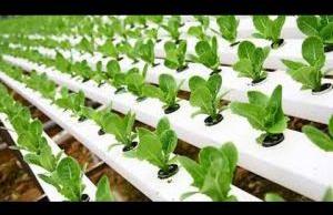 Hydroponic Gardening Training