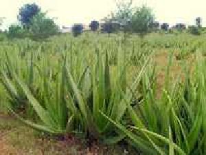 Aloe vera Plants