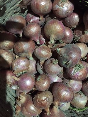 Healthy Onion