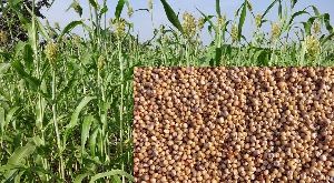 Sorghum Seeds