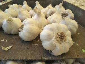 fresh Garlic new