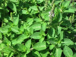 Fresh Basil Leaves