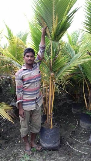 coconat plants