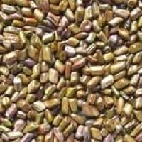 Sesbania Seeds