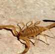 Scorpion Control Services