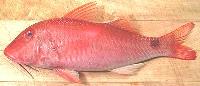 Red Snapper Fish