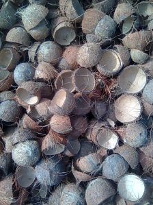 Coconut Shell