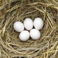 Hen Eggs