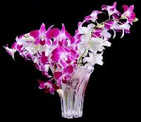Dendrobium Orchid Flowers