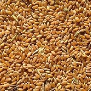 Wheat Seeds