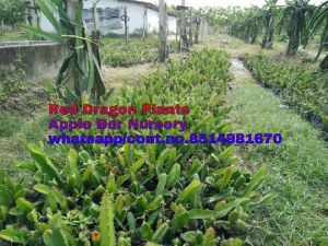 Dragon fruit plants red