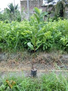 Khaja guava plants