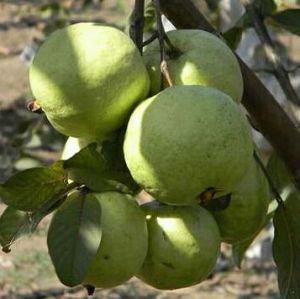 Thai 7 guava plants