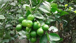 Thai patti lemon plants