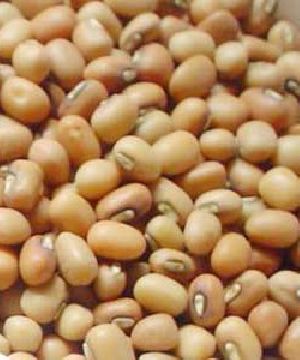 Indian Pulses