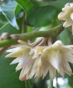 Magilam Poo Flowers