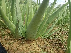 Aloe Vera Barbodes Miller