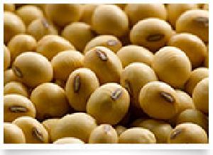 Soybean