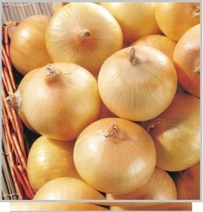 Fresh Onion