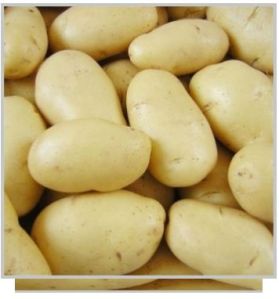 Kufri Potato