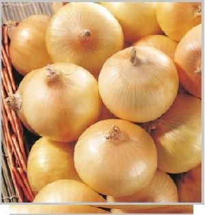 Fresh Yellow Onion