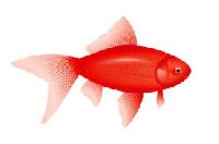 Red Fish