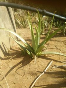 Aloe vera Plants