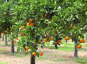 Orange Fruit Plants