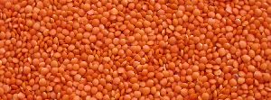 Masoor Dal