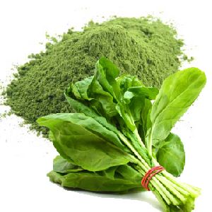 Spray Dried Spinach Powder