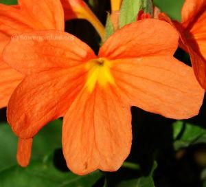 Crossandra Flowers