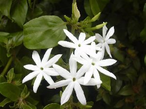 Jasminum multiflorum