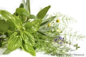 Medicinal Plants