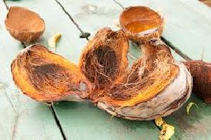 fresh coconut with shell