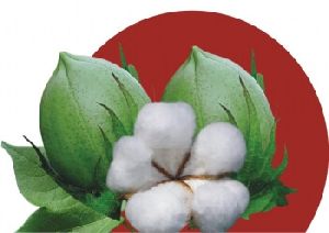 BG-II Cotton Hybrid Tukaram