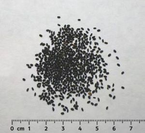 Basil Seeds