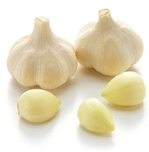 Garlic