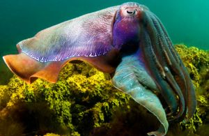 Cuttlefish