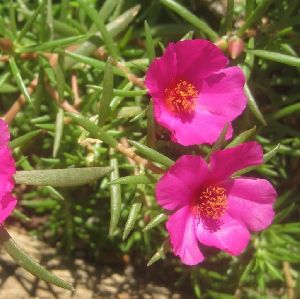 Portulaca