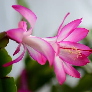 Schlumbergera