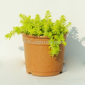 sedum angelina plant