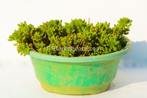 Sedum rubrotinctum in Basket