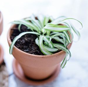 Spider Plant