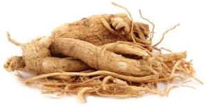 panax ginseng