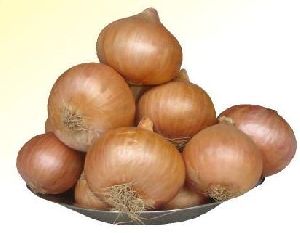 fursungi onion seed