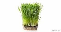 Wheatgrass