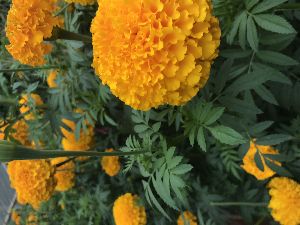 Marigold seeds Orange