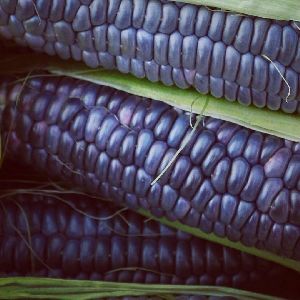 Blue Corn